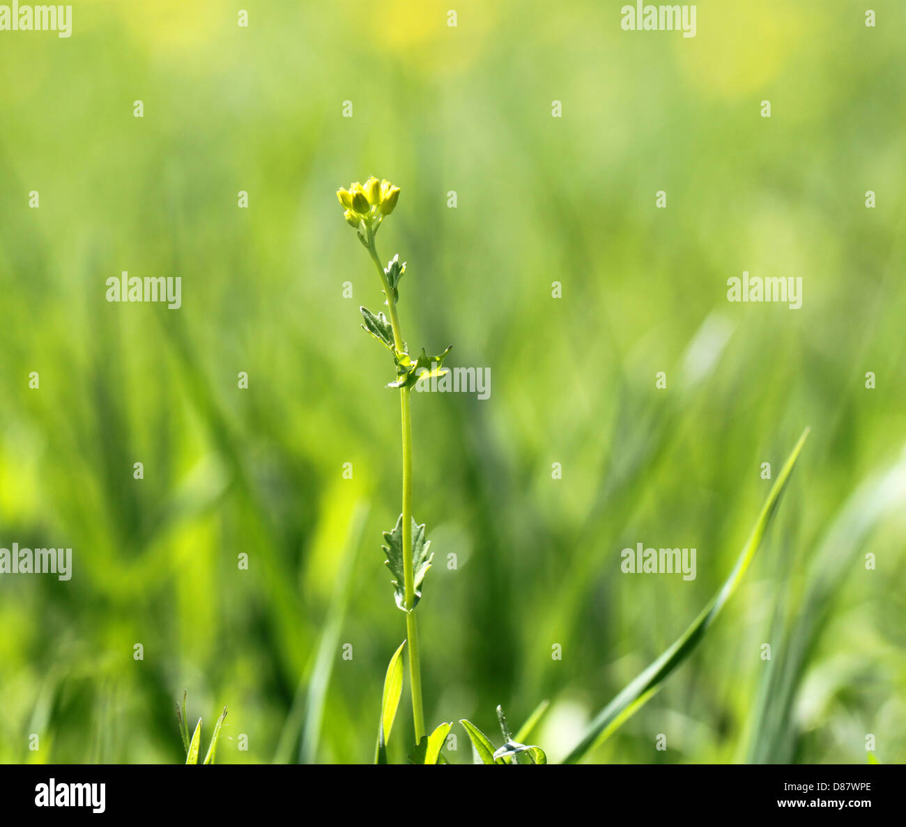 Schöne Blume auf dem Hintergrund von einem schönen grünen Hintergrund Stockfoto