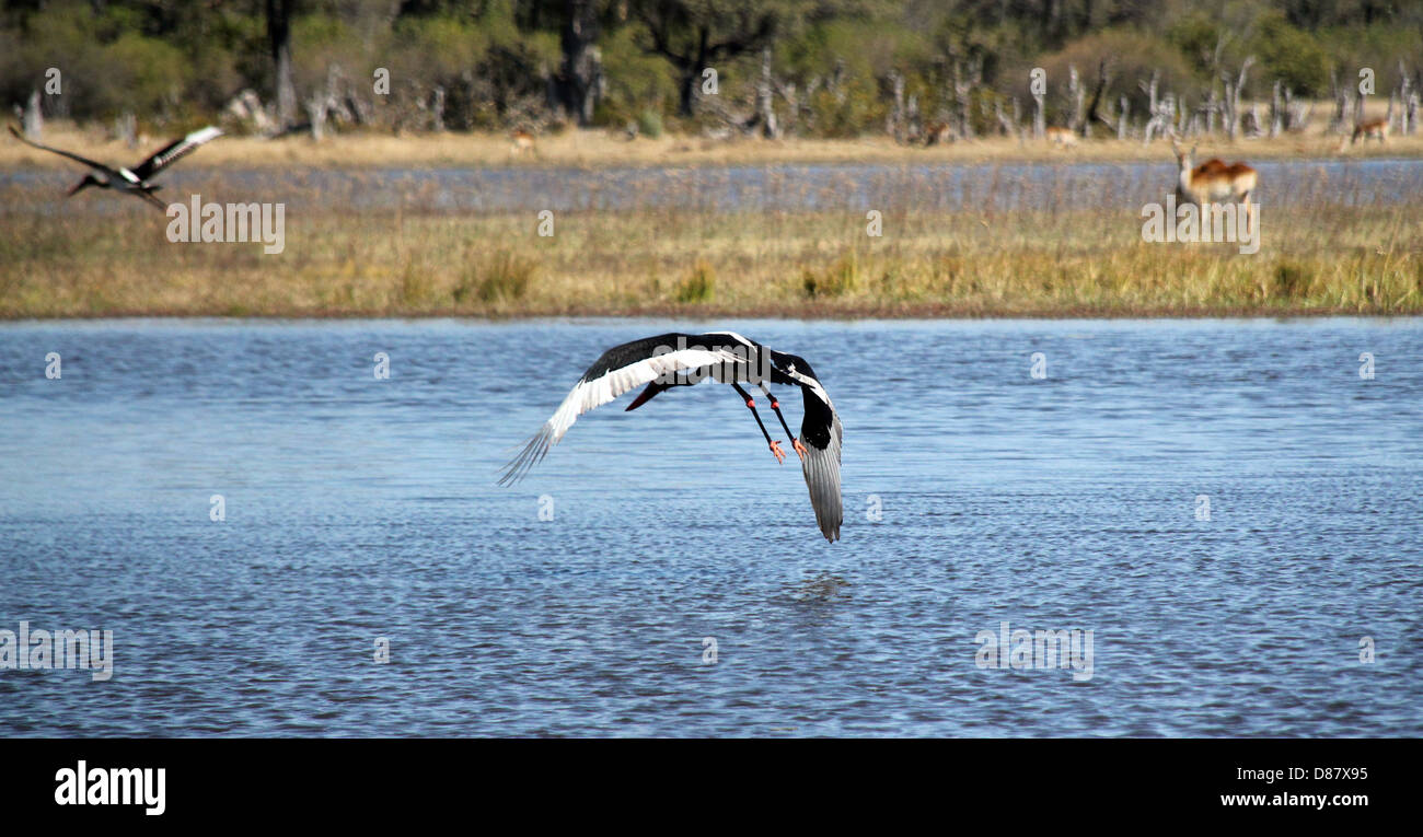 Sattel – abgerechnet Stork, Moremi Game Reserve, Botswana Stockfoto