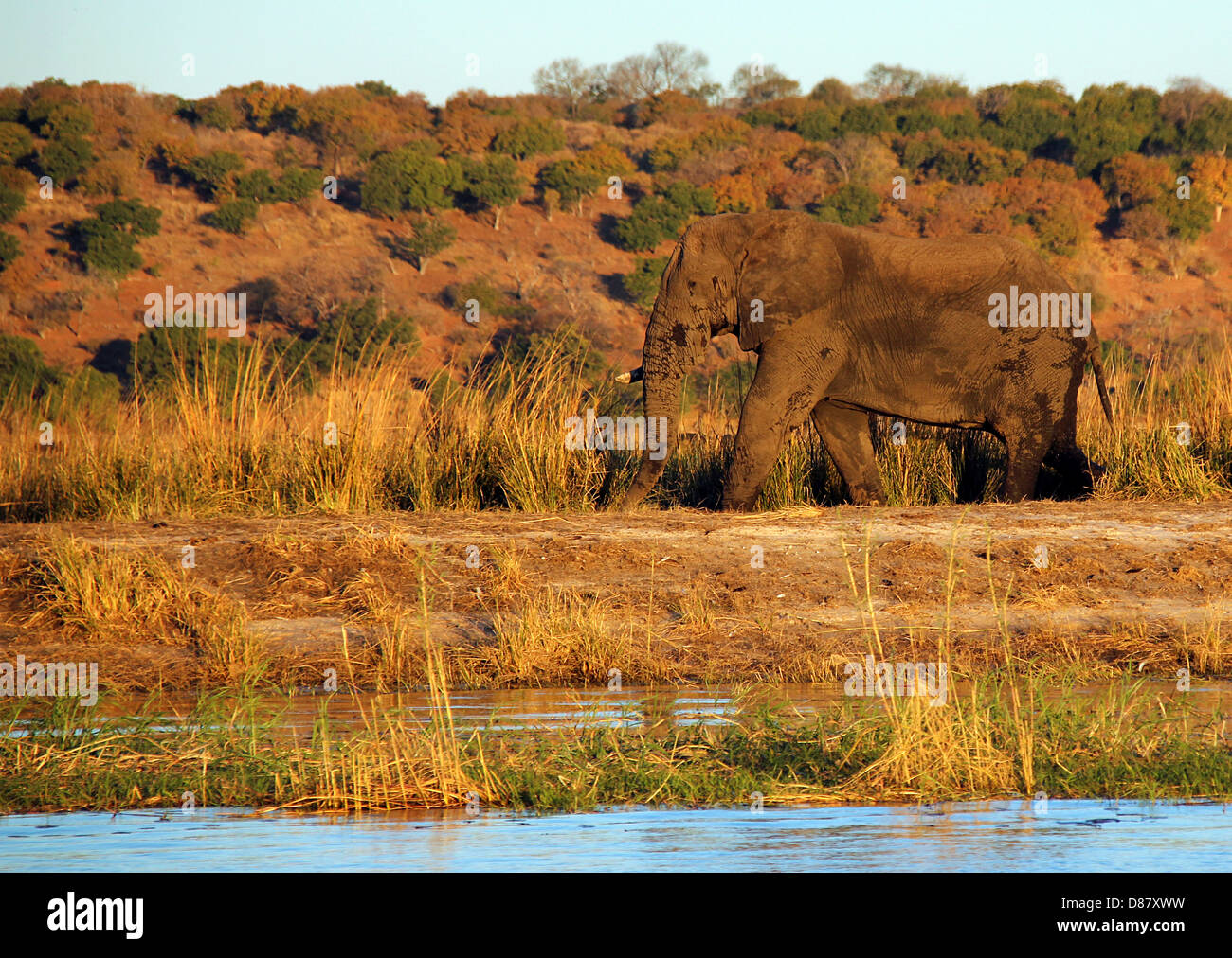 Elefanten in der Dämmerung, Chobe River, Botswana Stockfoto