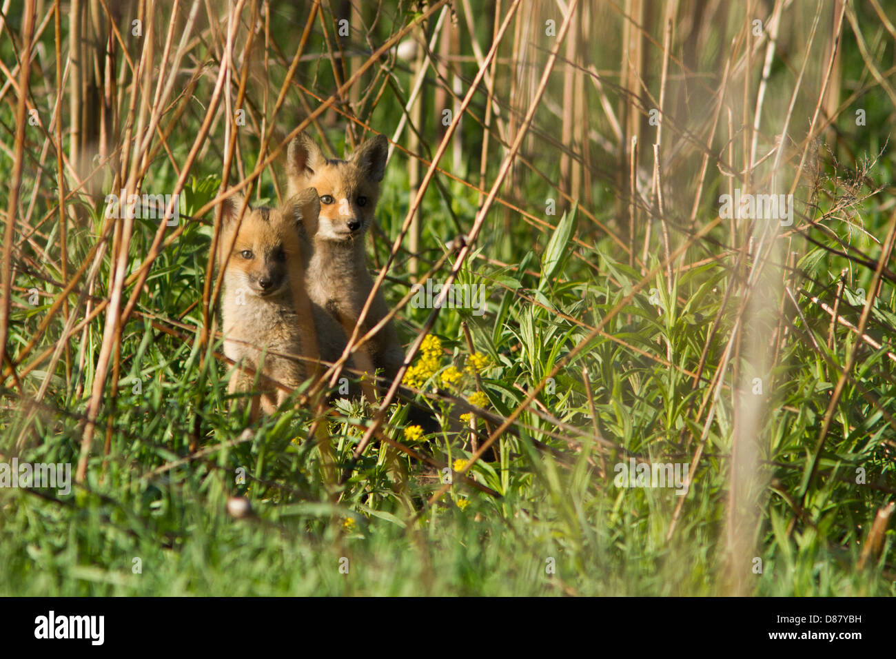 Zwei Red Fox Welpen im Frühjahr Stockfoto