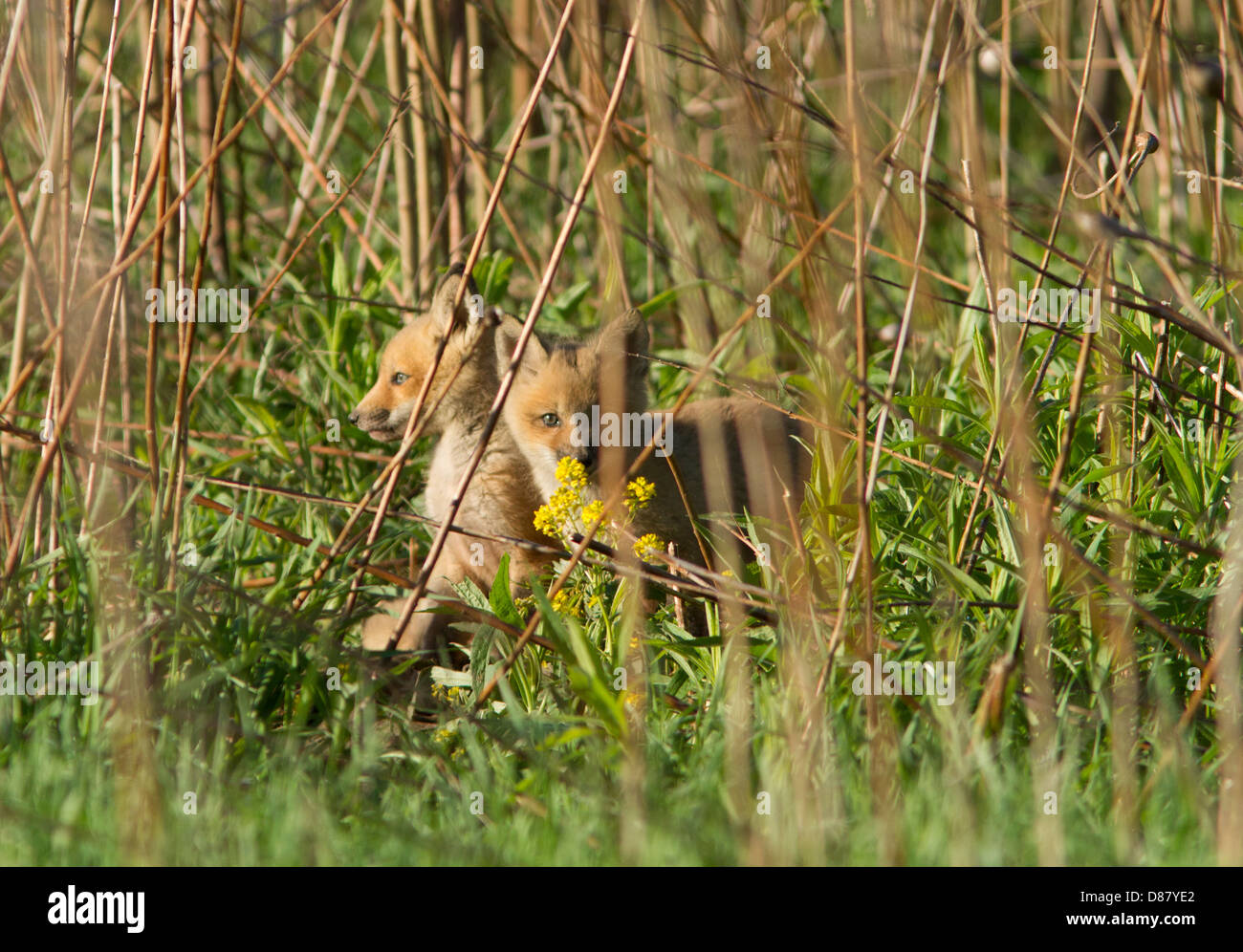 Zwei Red Fox Welpen im Frühjahr Stockfoto