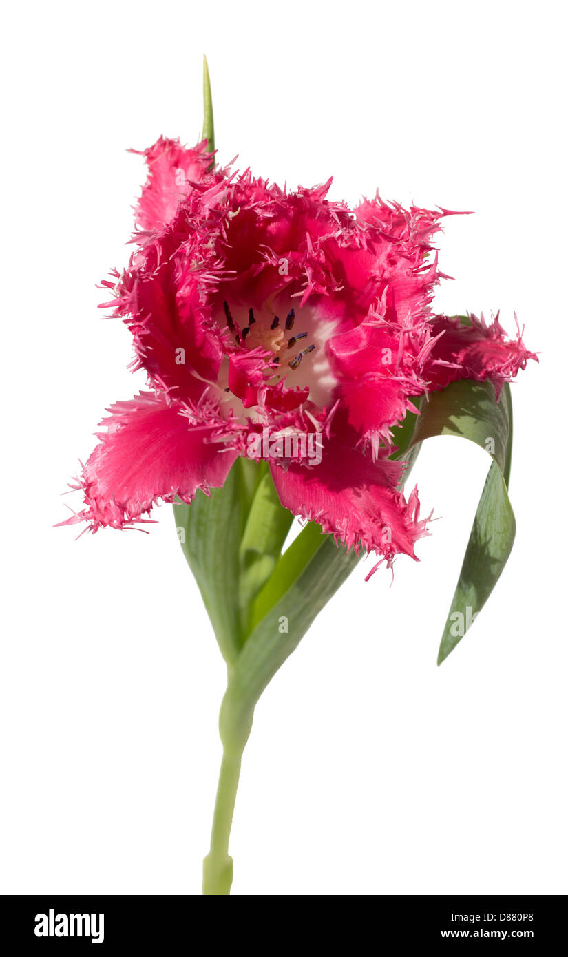 Rosa gefranst offene Tulpe (Crispa) auf weißem Hintergrund Stockfoto