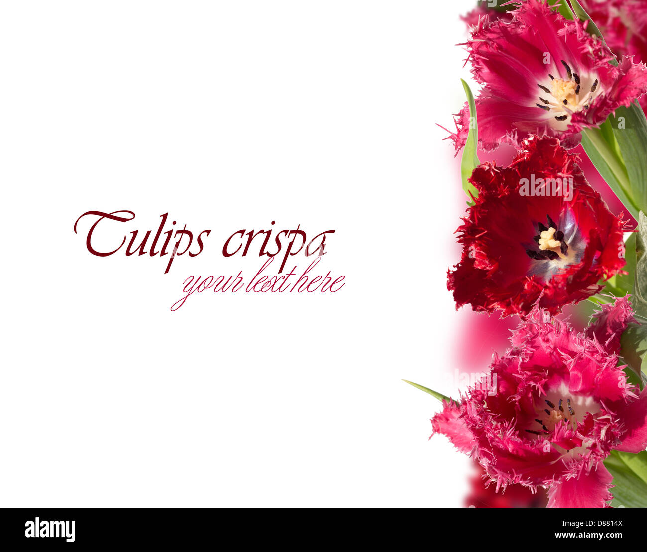 Rosa und rote Tulpen (Crispa) Collage auf der rechten Seite mit Fransen Stockfoto