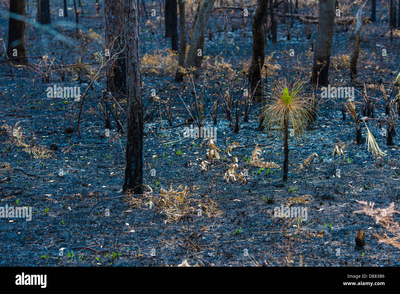 Leben nach dem Tod, ein Kiefer-Sämling spritzenden aus der Asche nach einem Feuer gefegt durch diesen Wald. Stockfoto