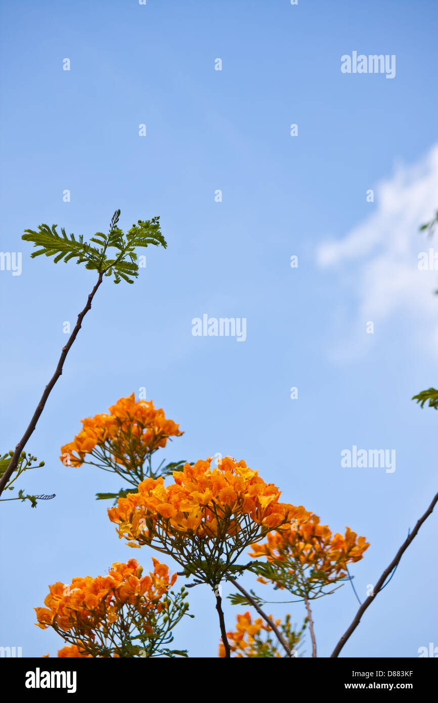 orangefarbene Blume mit blauem Himmel Stockfoto