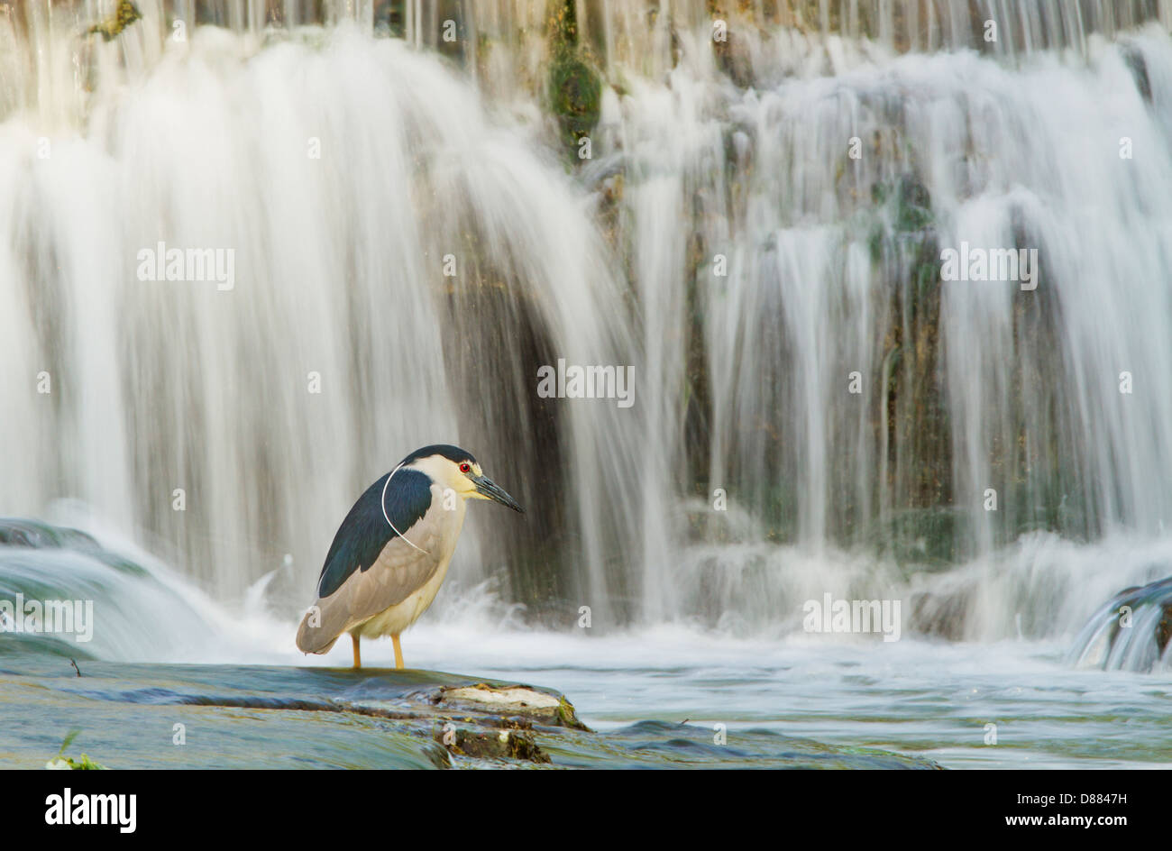 Schwarz-gekrönt-Nachtreiher (Nycticorax Nycticorax). Dies ist spektakulär Langzeitbelichtung Bild mit der seidigen Kaskade im Hintergrund Stockfoto