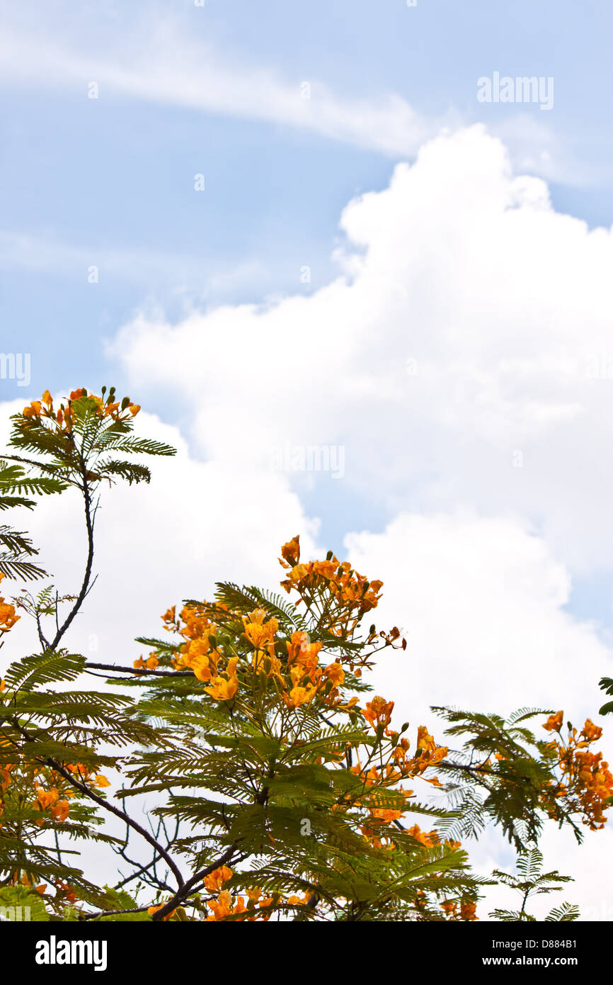 orangefarbene Blume mit schönen Himmel Stockfoto