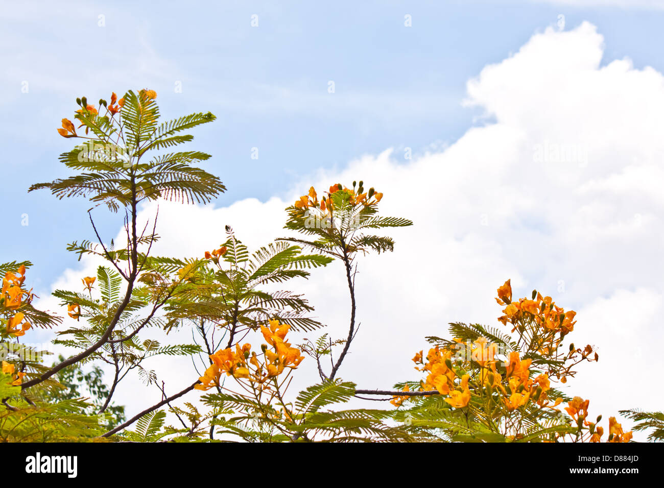 orangefarbene Blume mit schönen Himmel Stockfoto