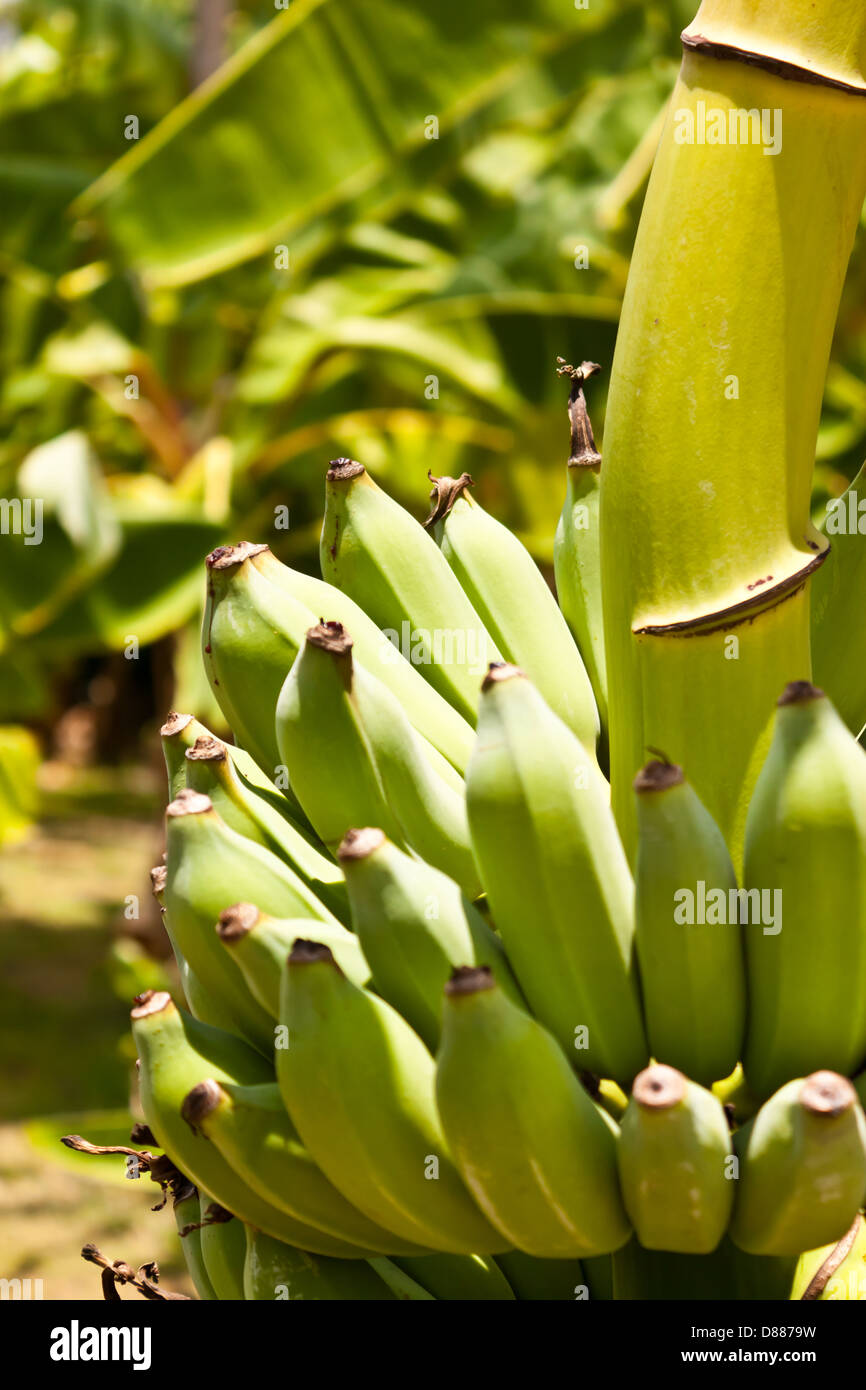 rohe Banane Stockfoto