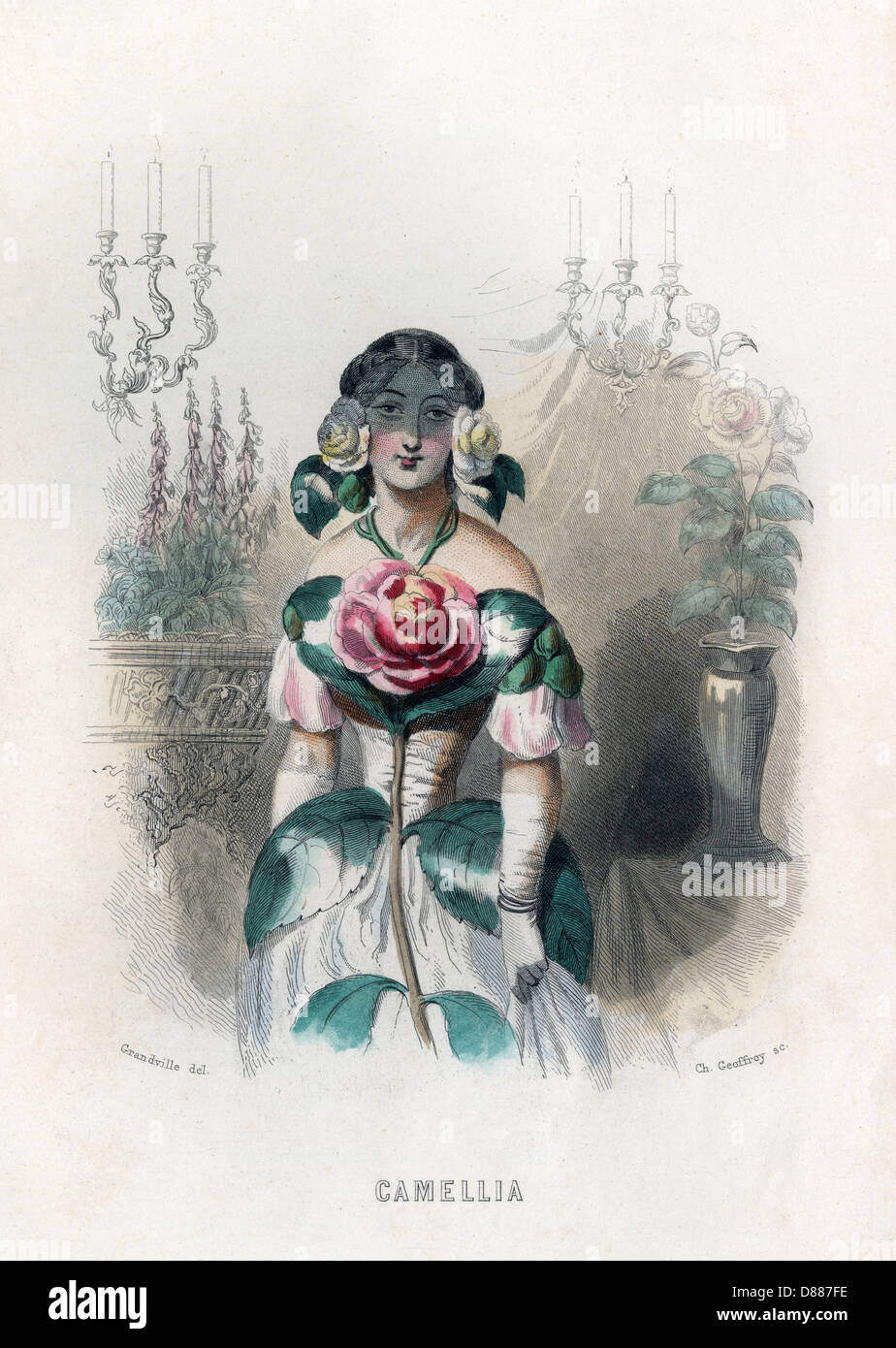 Grandville Camellia 1847 Stockfoto