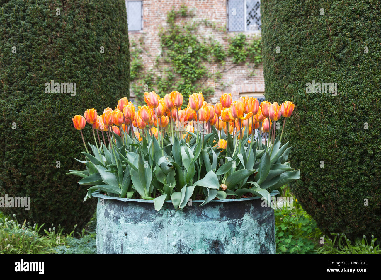 Blick auf attraktiven orange Tulpen blühen im Frühjahr in eine Anzeige in einem Metallbehälter in Sissinghurst Castle, Kent, England (tulipa Prinses Irene) Stockfoto