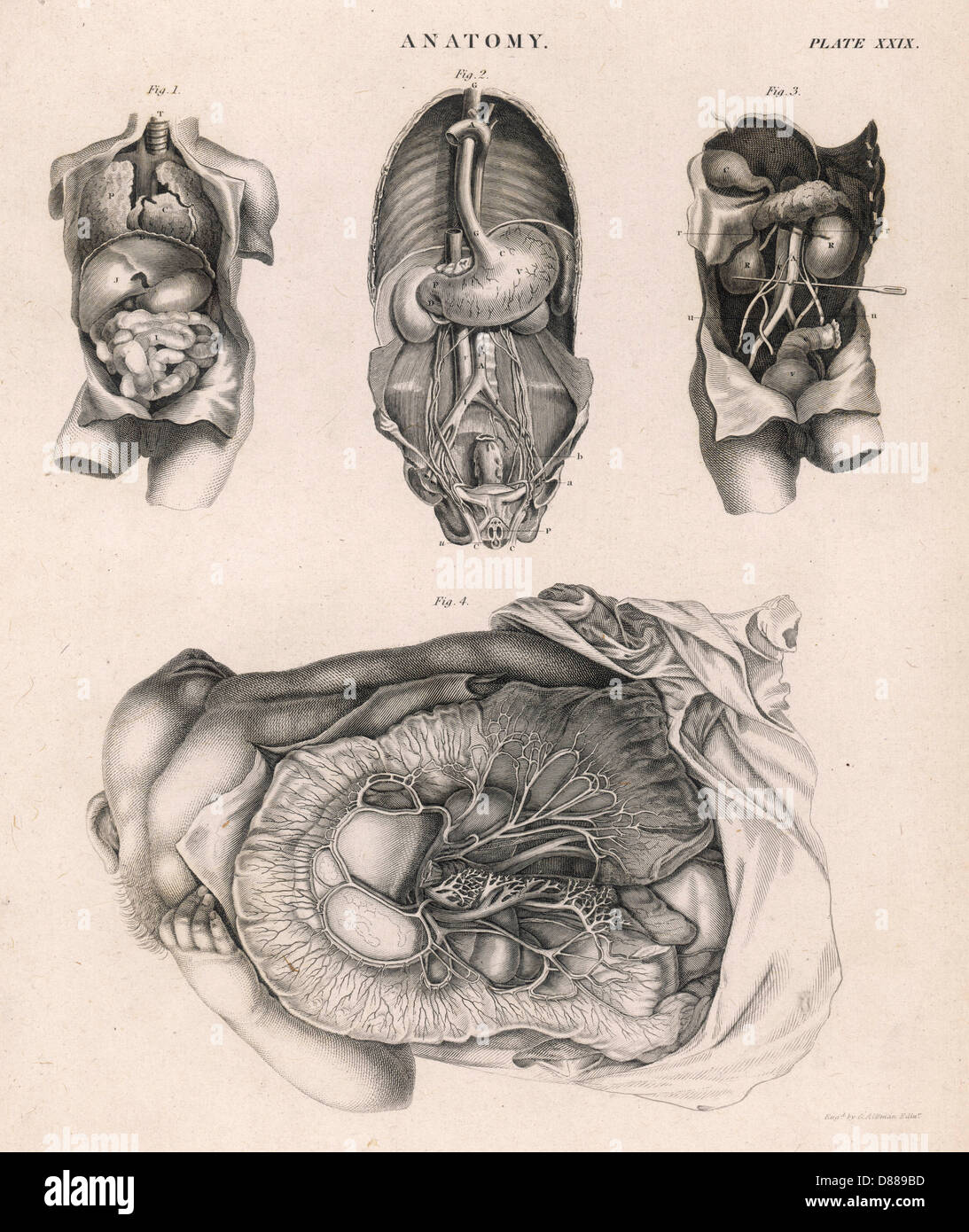 INNERE ORGANE/DIAGRAMME Stockfoto