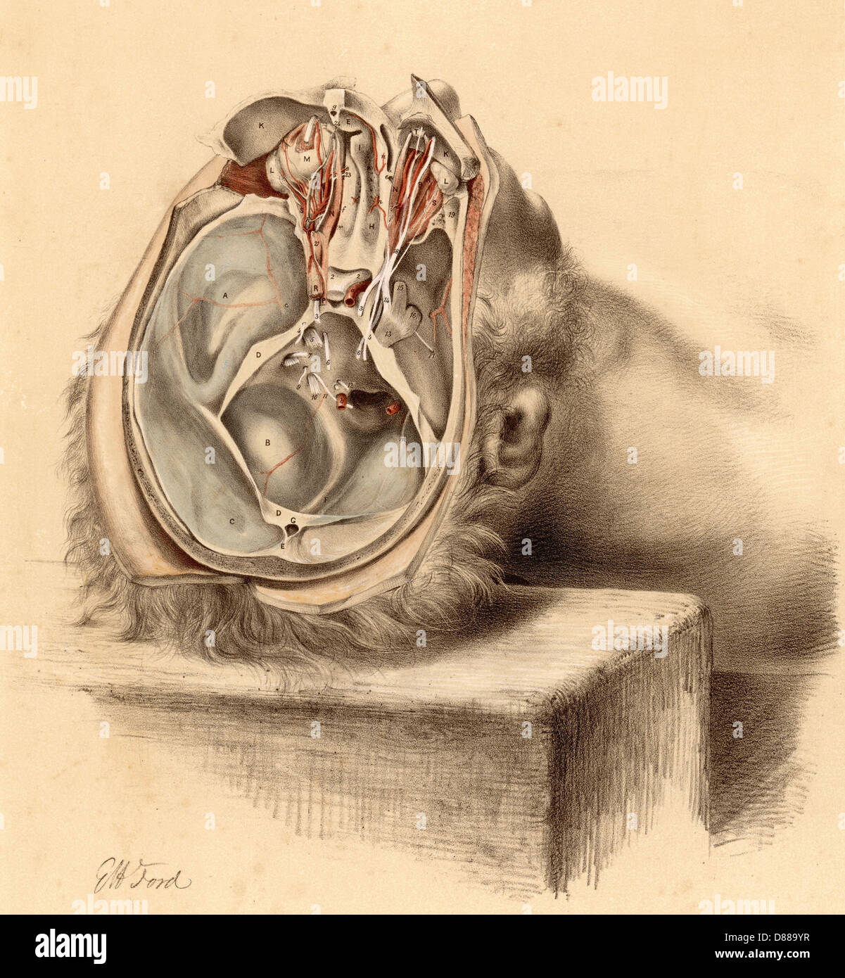 ANATOMIE/SCHÄDELBASIS Stockfoto