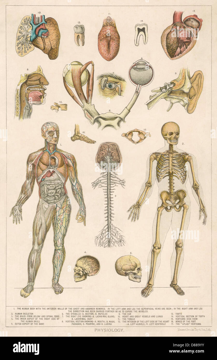 ANATOMIE/VERSCHIEDENE TEILE Stockfoto