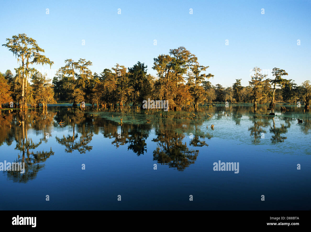 Elk283-3744 Louisiana, Cajun Country, Lafayette, Lake Martin kahle Zypresse Stockfoto