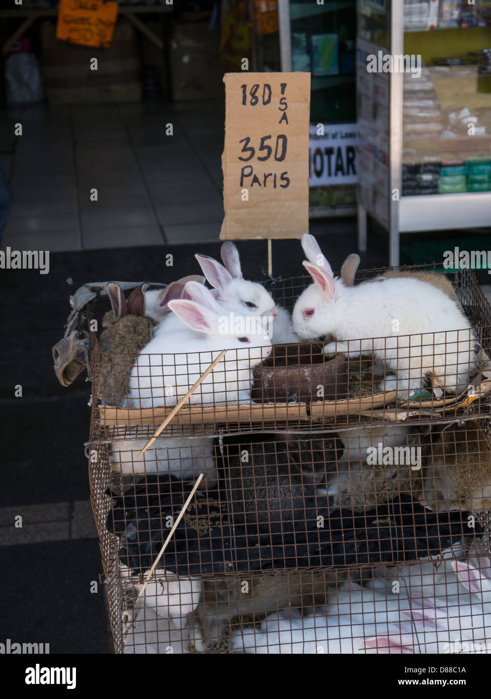 Kaninchen-Verkauf Stockfoto