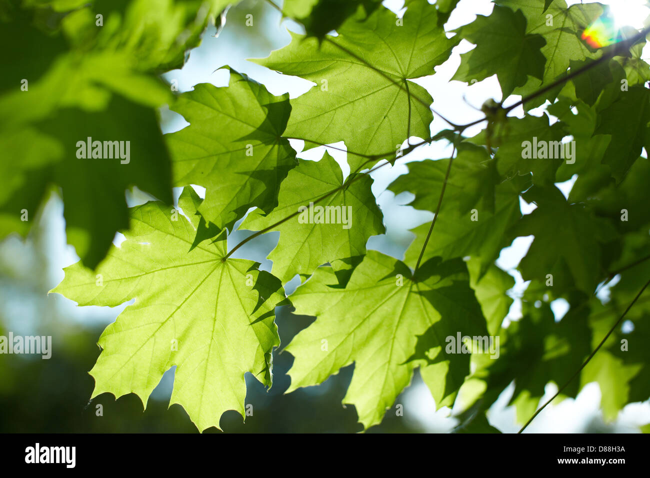 Grüne Blätter Hintergrund Stockfoto