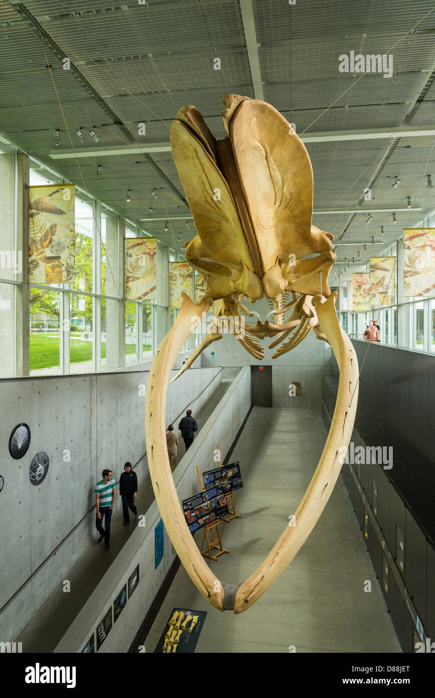 Blauwal Skelett, Beaty Biodiversität Museum, UBC, Vancouver, Britisch-Kolumbien, Kanada Stockfoto