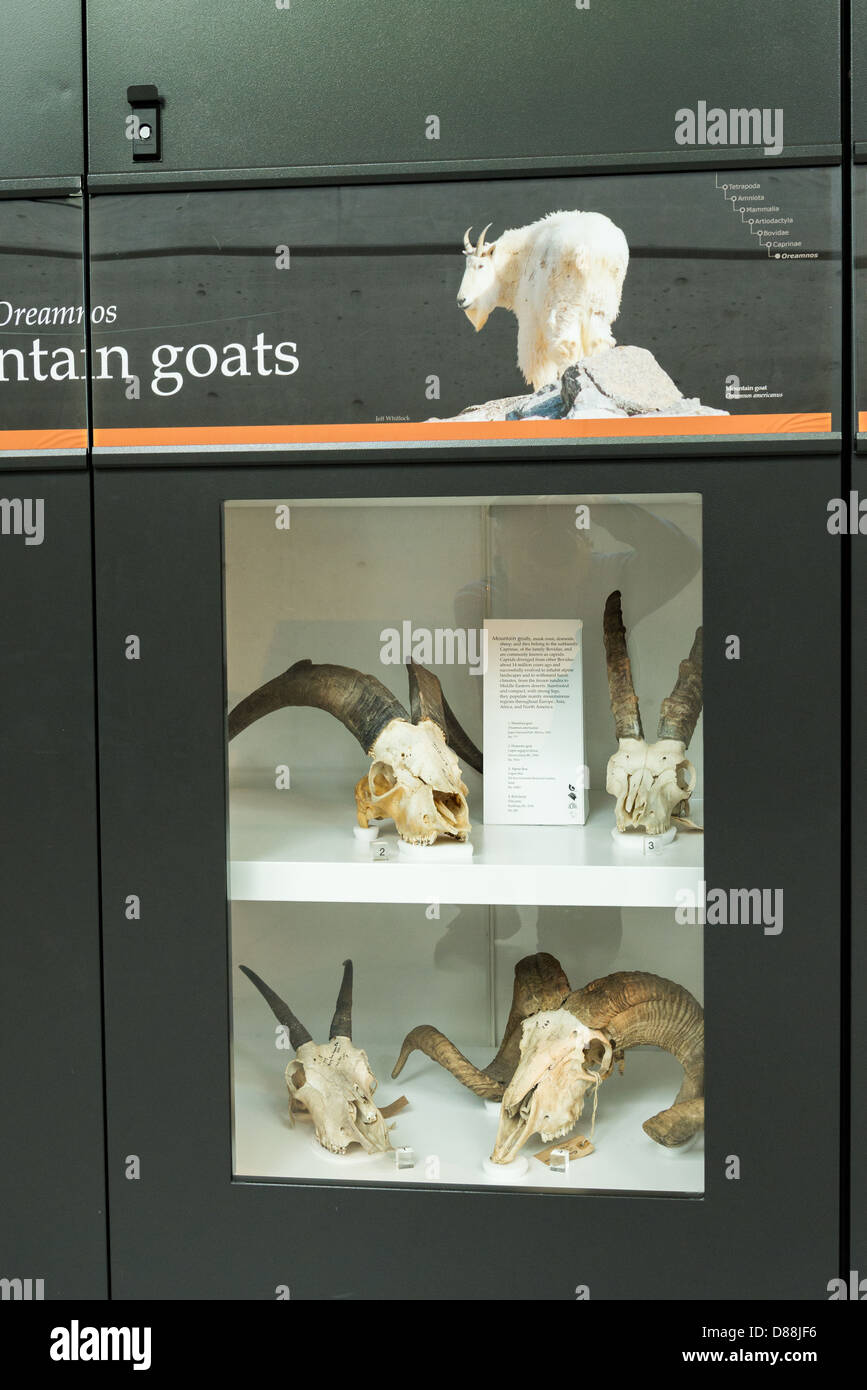 Bergziege Schädel, Beaty Biodiversität Museum, UBC, Vancouver, Britisch-Kolumbien, Kanada Stockfoto