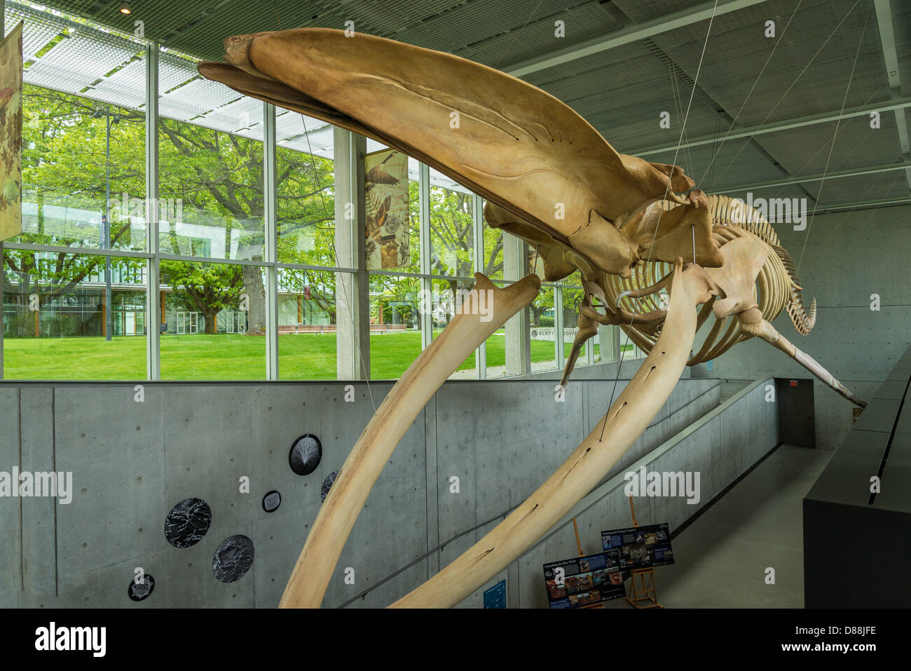 Blauwal Skelett, Beaty Biodiversität Museum, UBC, Vancouver, Britisch-Kolumbien, Kanada Stockfoto