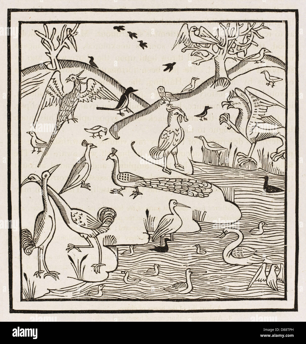 VÖGEL AUS DEM 15TH. JAHRHUNDERT Stockfoto
