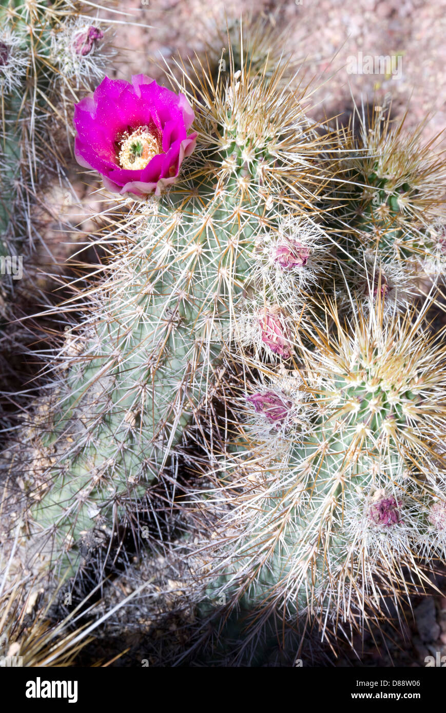 Eine bunte rosa Blume-Energes auf einem dornigen Wüste Kaktus Stockfoto