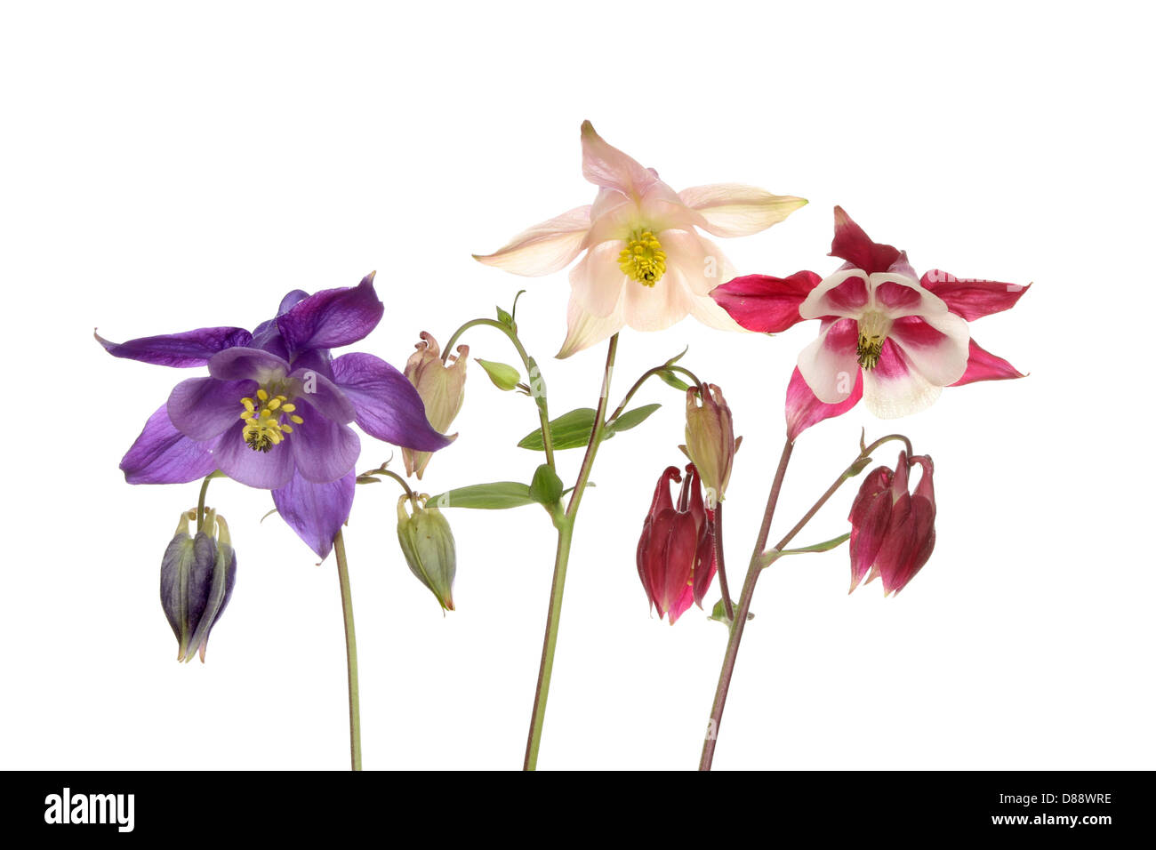 Gruppe von drei Akeleien Blumen isoliert gegen weiß Stockfoto