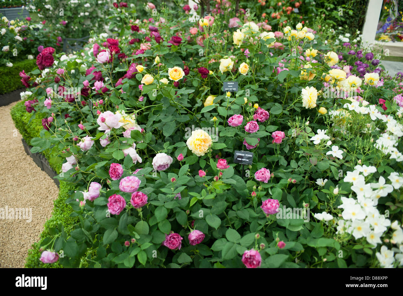 London, UK. 20. Mai 2013. Rosengarten im großen Pavillon bei der RHS Chelsea Flower Show. Bildnachweis: Malcolm Park / Alamy Live News Stockfoto