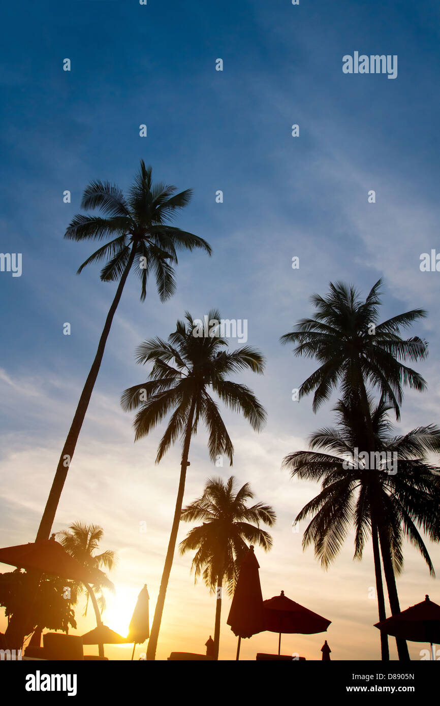 abstrakte Silhouetten von Palmen im Sonnenuntergang Stockfoto