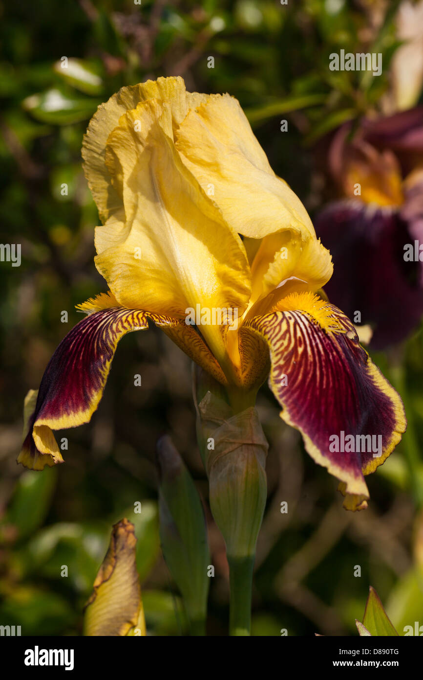 Schöne gelbe und lila Blüten schließen Iris germanica in einem ruhigen Frühlingsgarten in der Bretagne, Frankreich Stockfoto