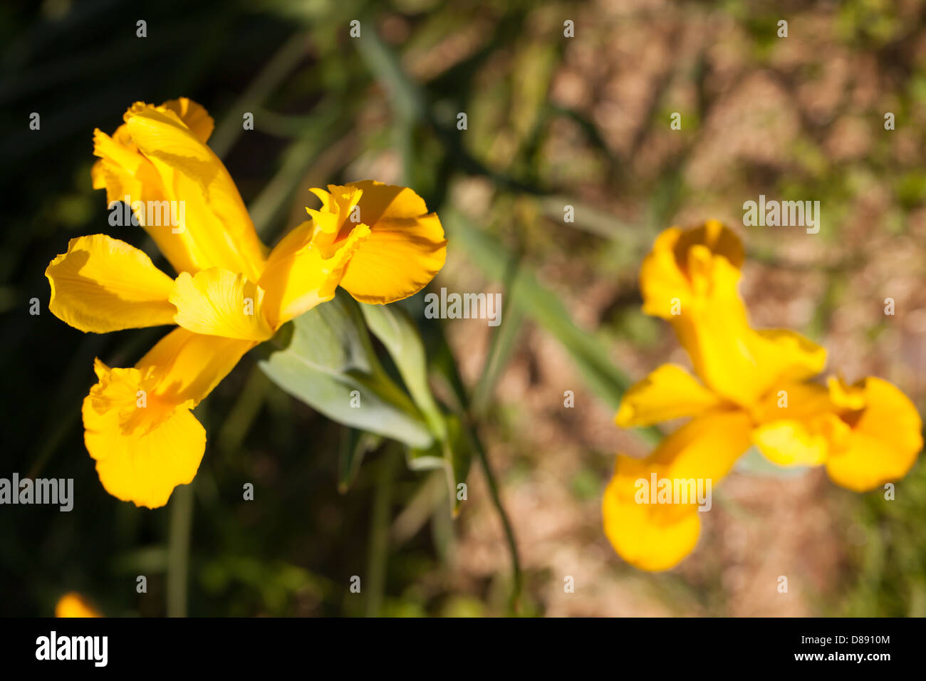 Schöne, nahe gelbe Iris hollandica Blume in einem ruhigen Frühlingsgarten in der Bretagne, Frankreich Stockfoto