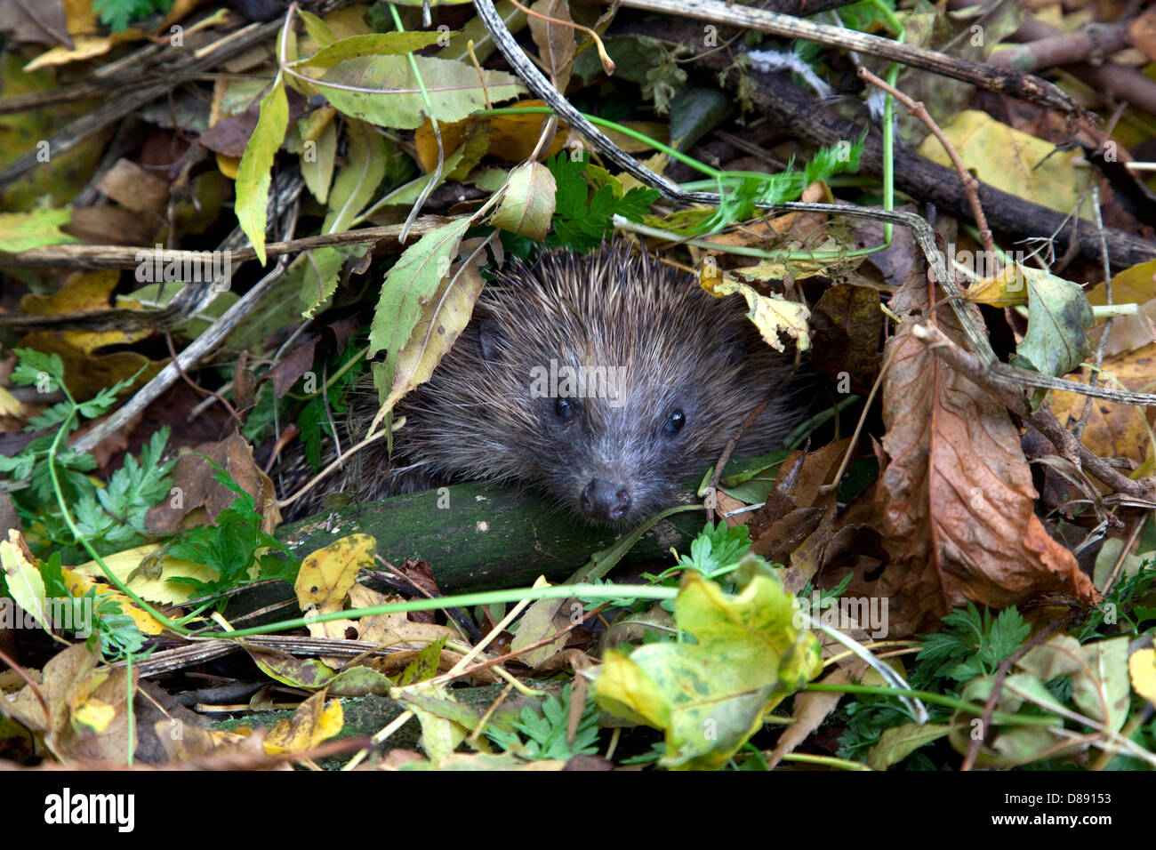 Igel nest Fotos und Bildmaterial in hoher Auflösung Alamy