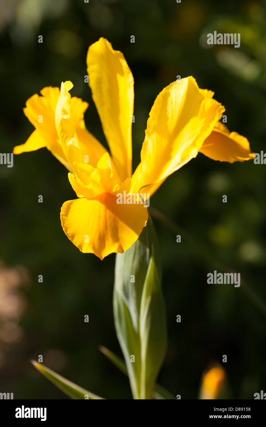 Schöne, nahe gelbe Iris hollandica Blume in einem ruhigen Frühlingsgarten in der Bretagne, Frankreich Stockfoto