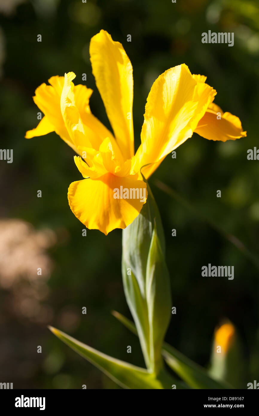Schöne, nahe gelbe Iris hollandica Blume in einem ruhigen Frühlingsgarten in der Bretagne, Frankreich Stockfoto