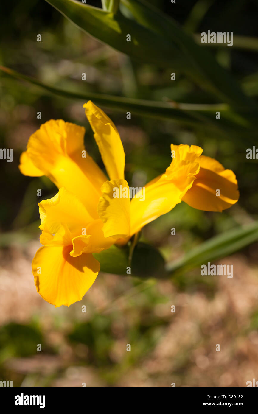 Schöne, nahe gelbe Iris hollandica Blume in einem ruhigen Frühlingsgarten in der Bretagne, Frankreich Stockfoto