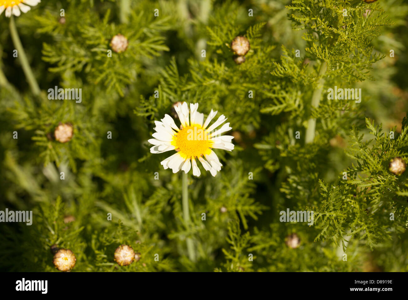 Gelbe und weiße römische Kamillenblüte in einem ruhigen Heilfrühlengarten in der Bretagne, Frankreich Stockfoto