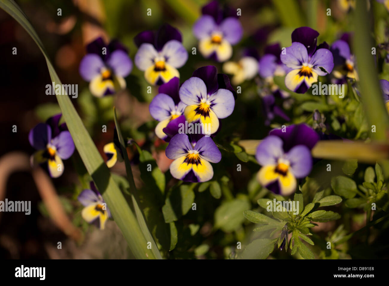 Gelbe und violette Viola blüht in einem ruhigen Frühlingsgarten in der Bretagne, Frankreich Stockfoto