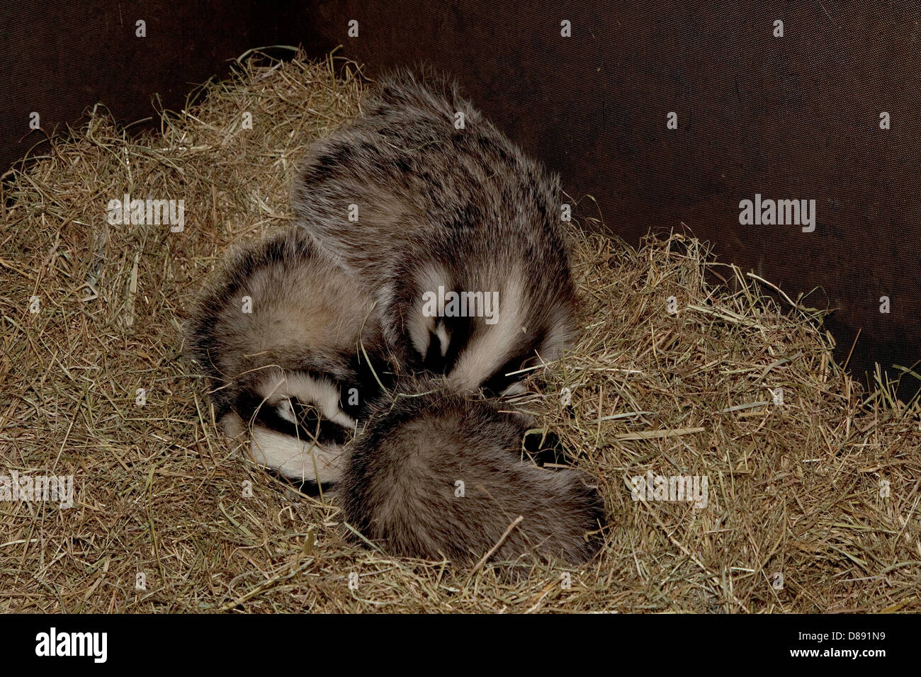 Dachs Jungen schlafen im Stift Stockfotografie Alamy