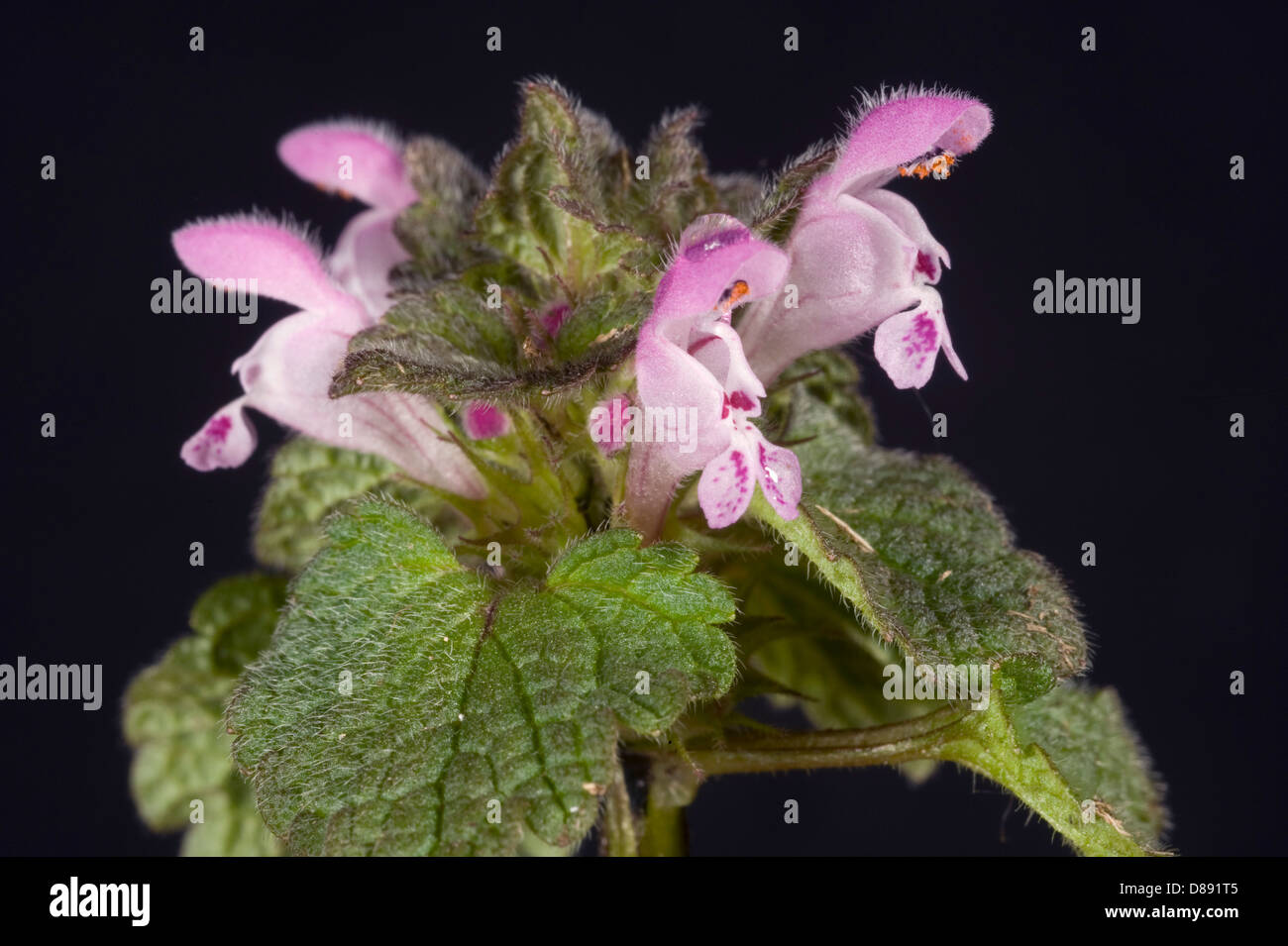 Red Dead-Brennessel, Lamium Purpureum, Blume Stockfoto