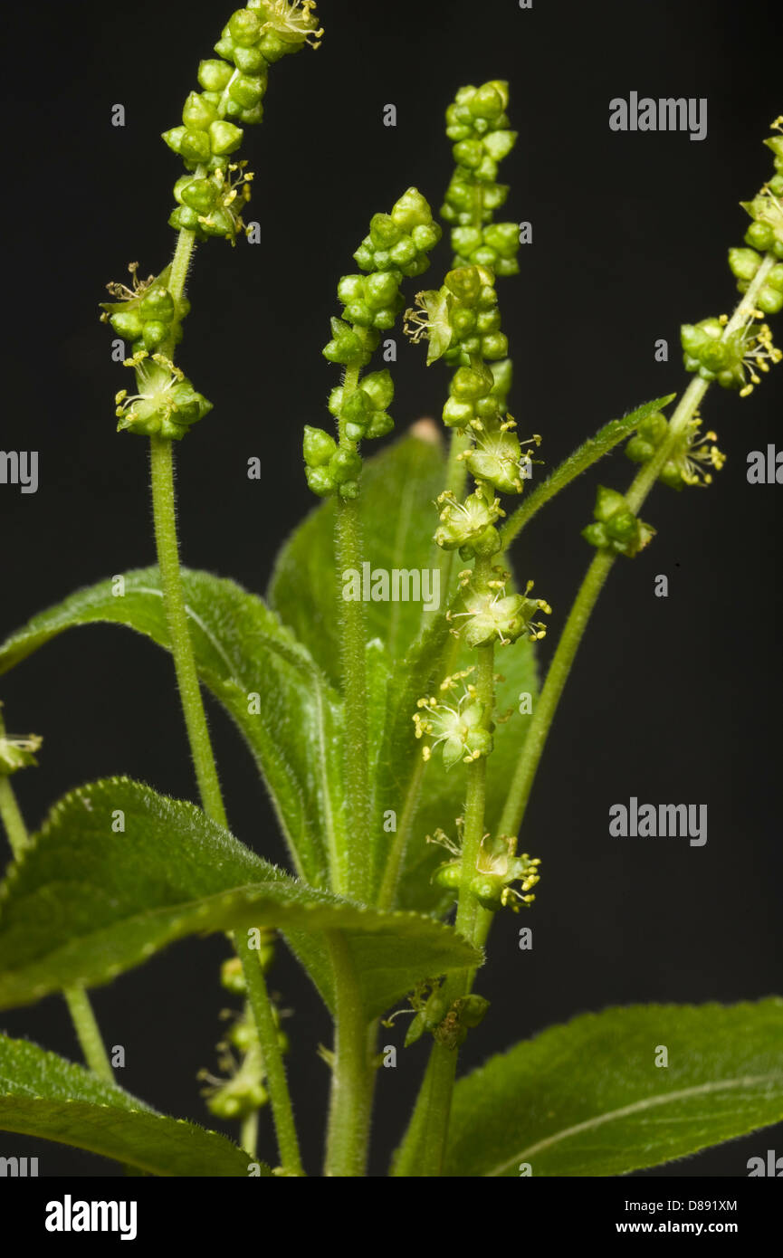 Blumen der Hund es Quecksilber, Mercurialis Perennis, Stockfoto