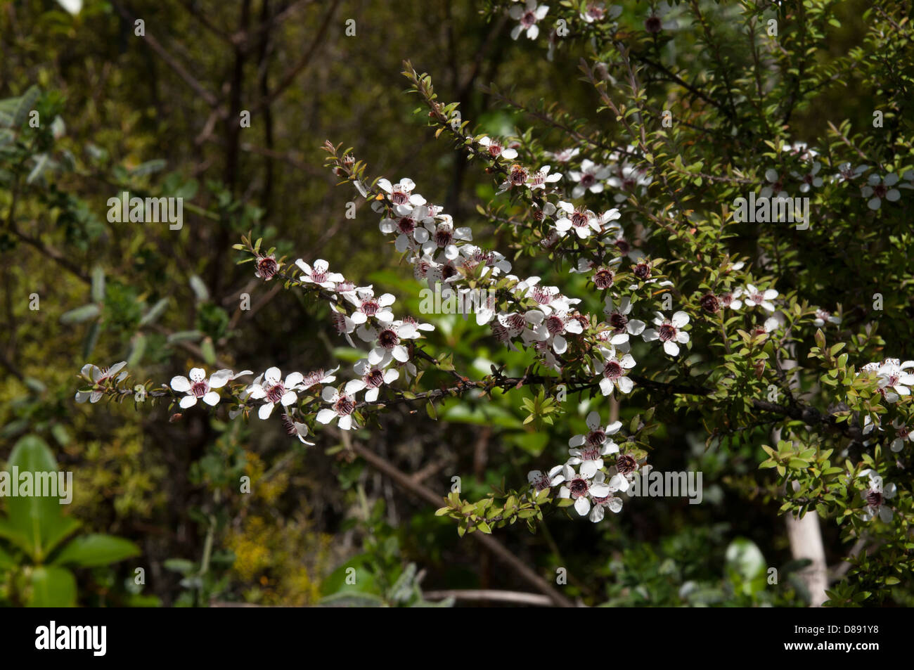 In trockenen Regionen von Neuseeland Manuka Busch wächst Leptospermum Scoparium. Die einheimische Pflanze ist die Quelle für einen berühmten Honig. Stockfoto