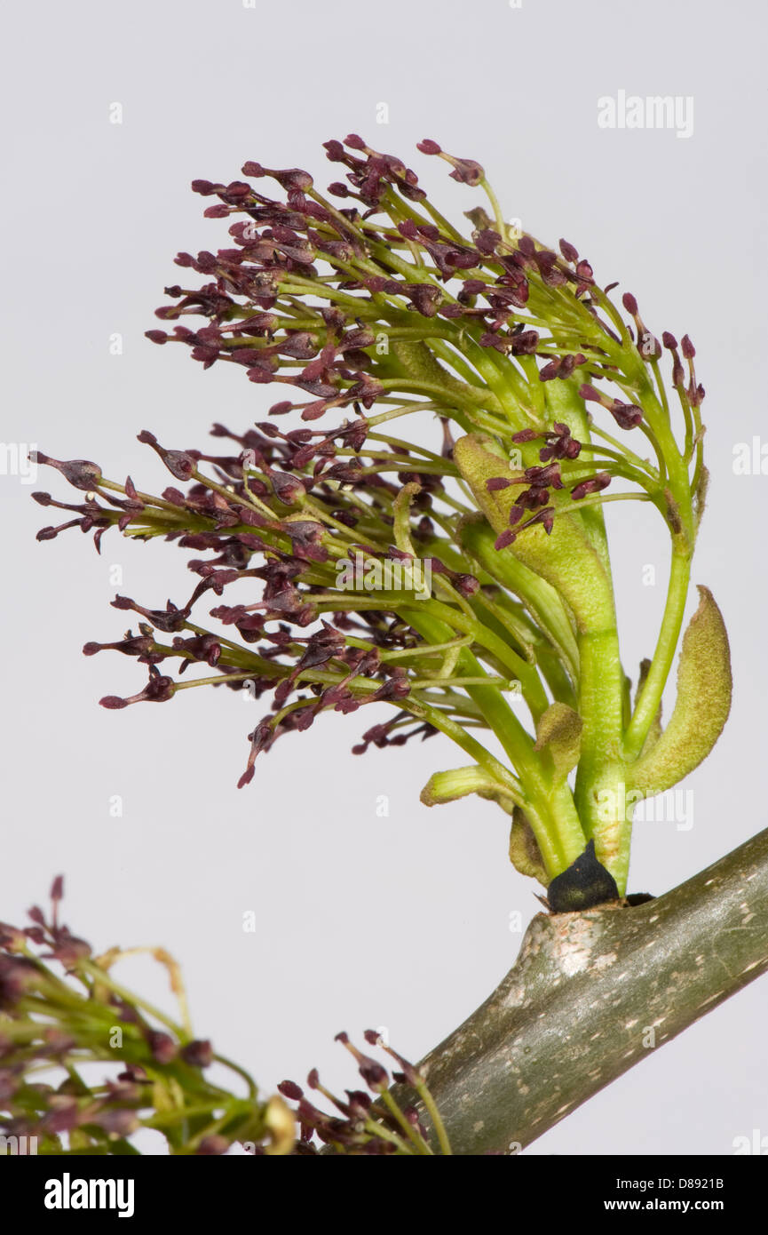 Blumen auf Esche, Fraxinus Excelsior, Holz im Frühjahr Stockfoto