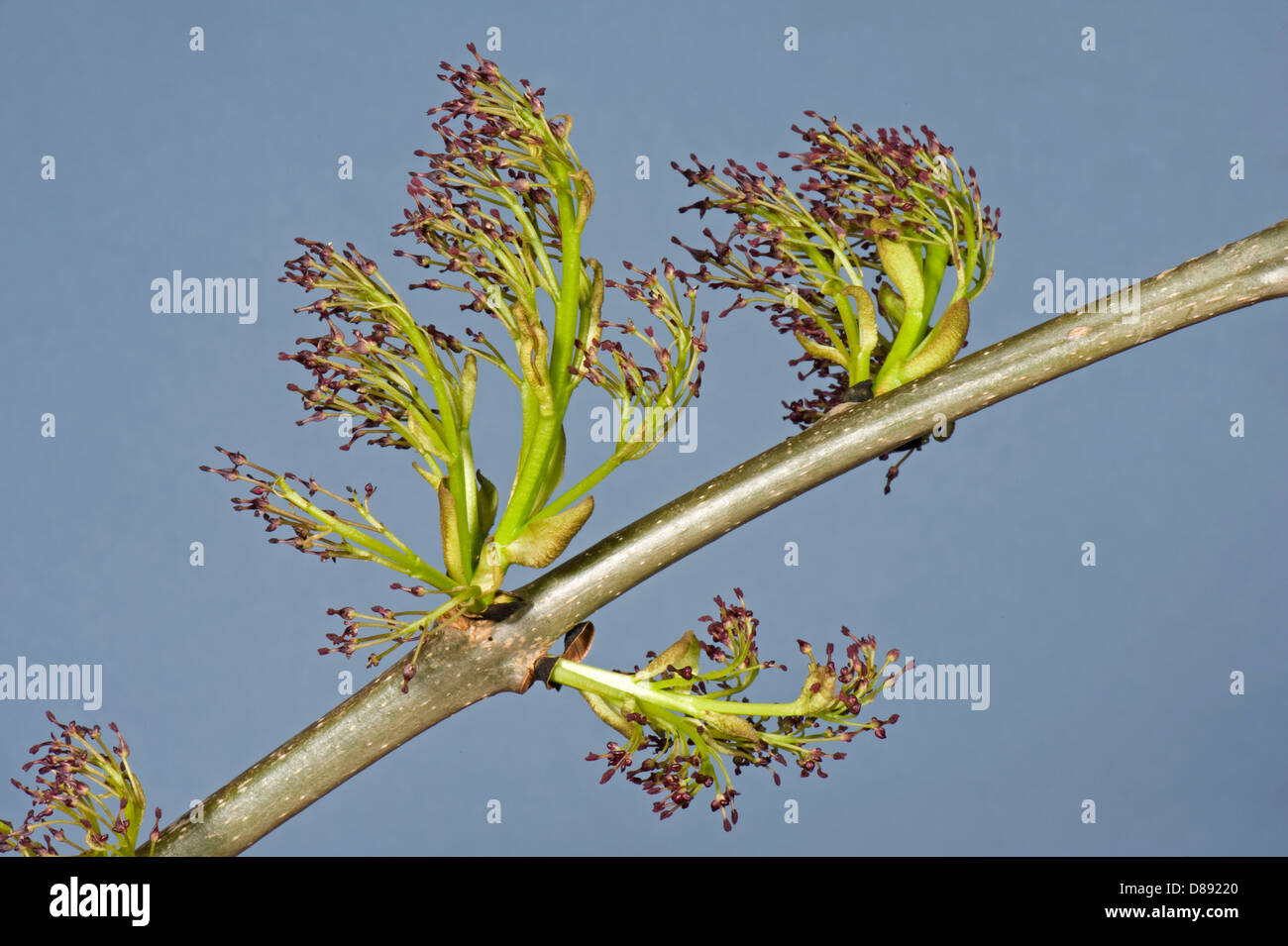 Blumen auf Esche, Fraxinus Excelsior, Holz im Frühjahr Stockfoto