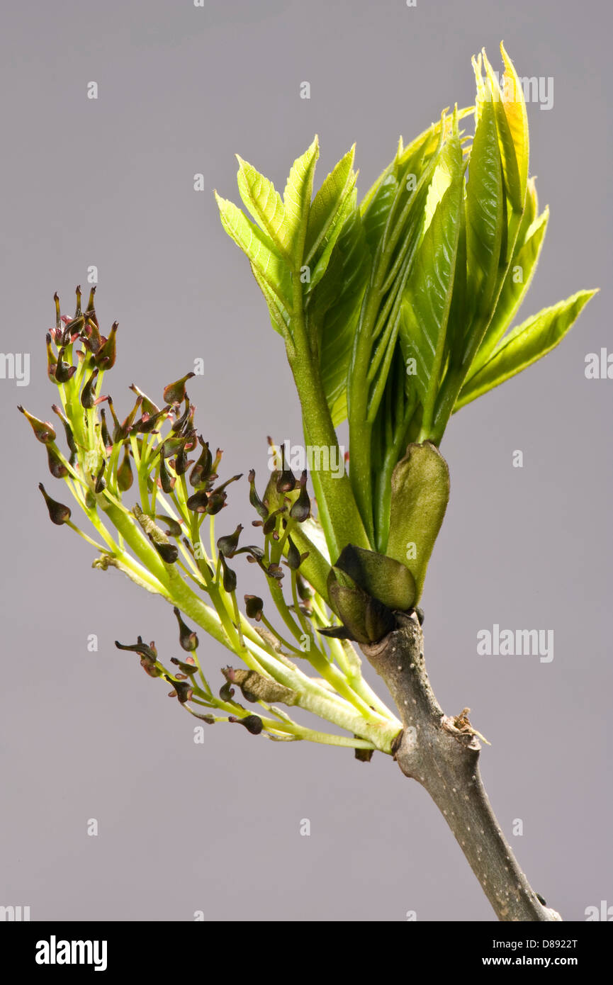 Blüten und junge Blätter auf Esche, Fraxinus Excelsior, Holz im Frühjahr Stockfoto