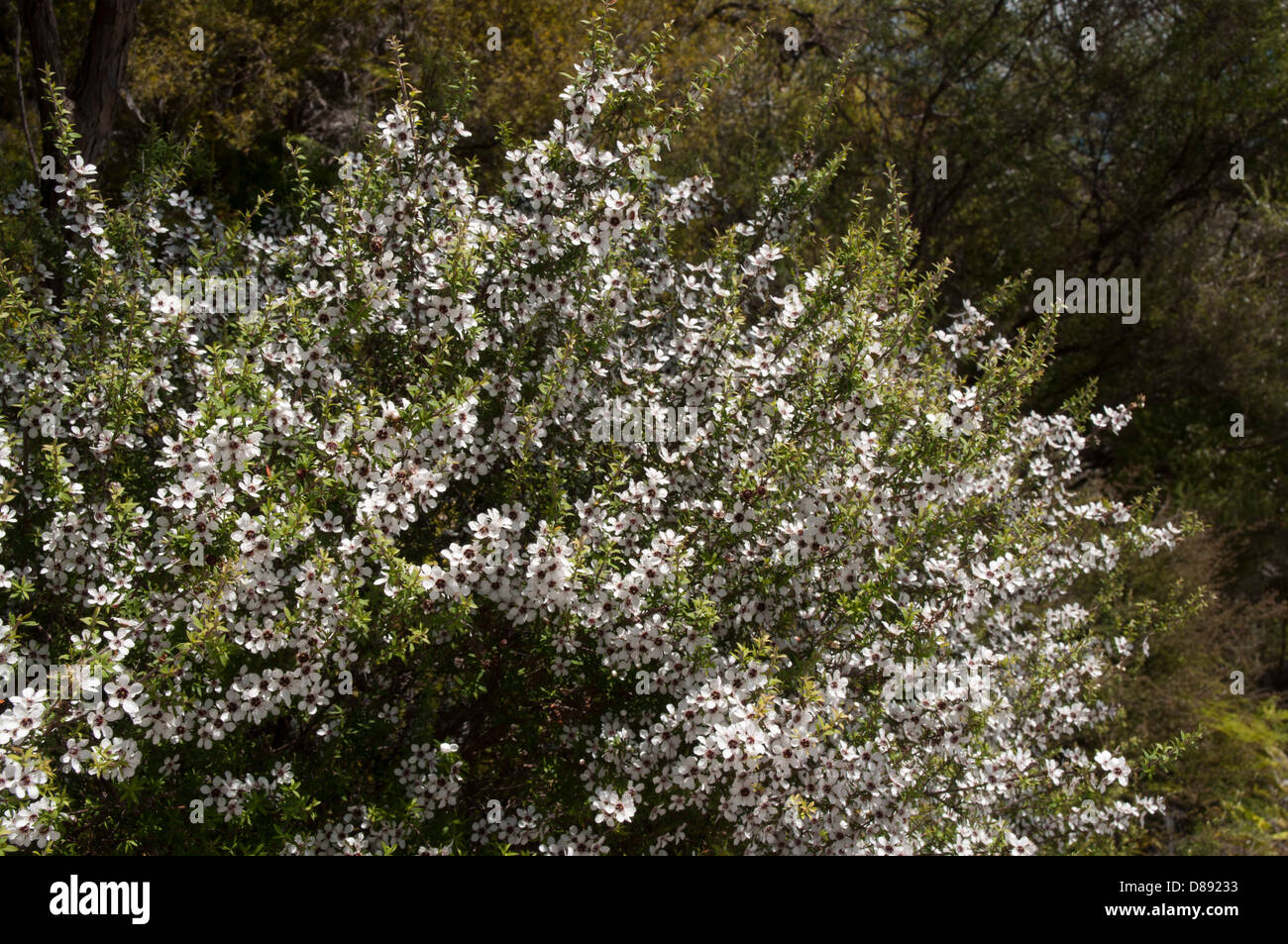 In trockenen Regionen von Neuseeland Manuka Busch wächst Leptospermum Scoparium. Die einheimische Pflanze ist die Quelle für einen berühmten Honig. Stockfoto