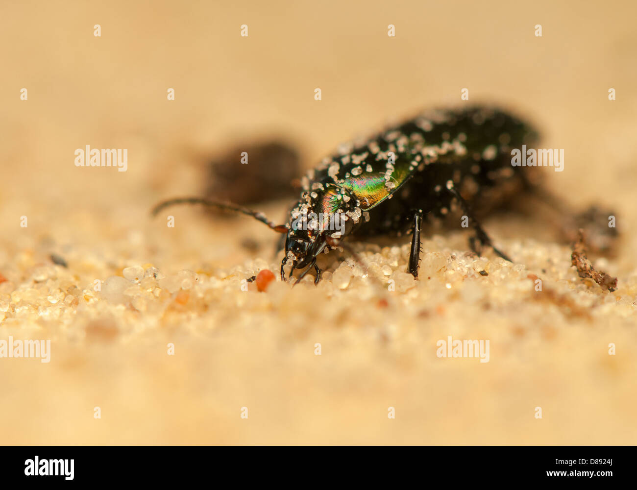 Poecilus cupreus Stockfoto