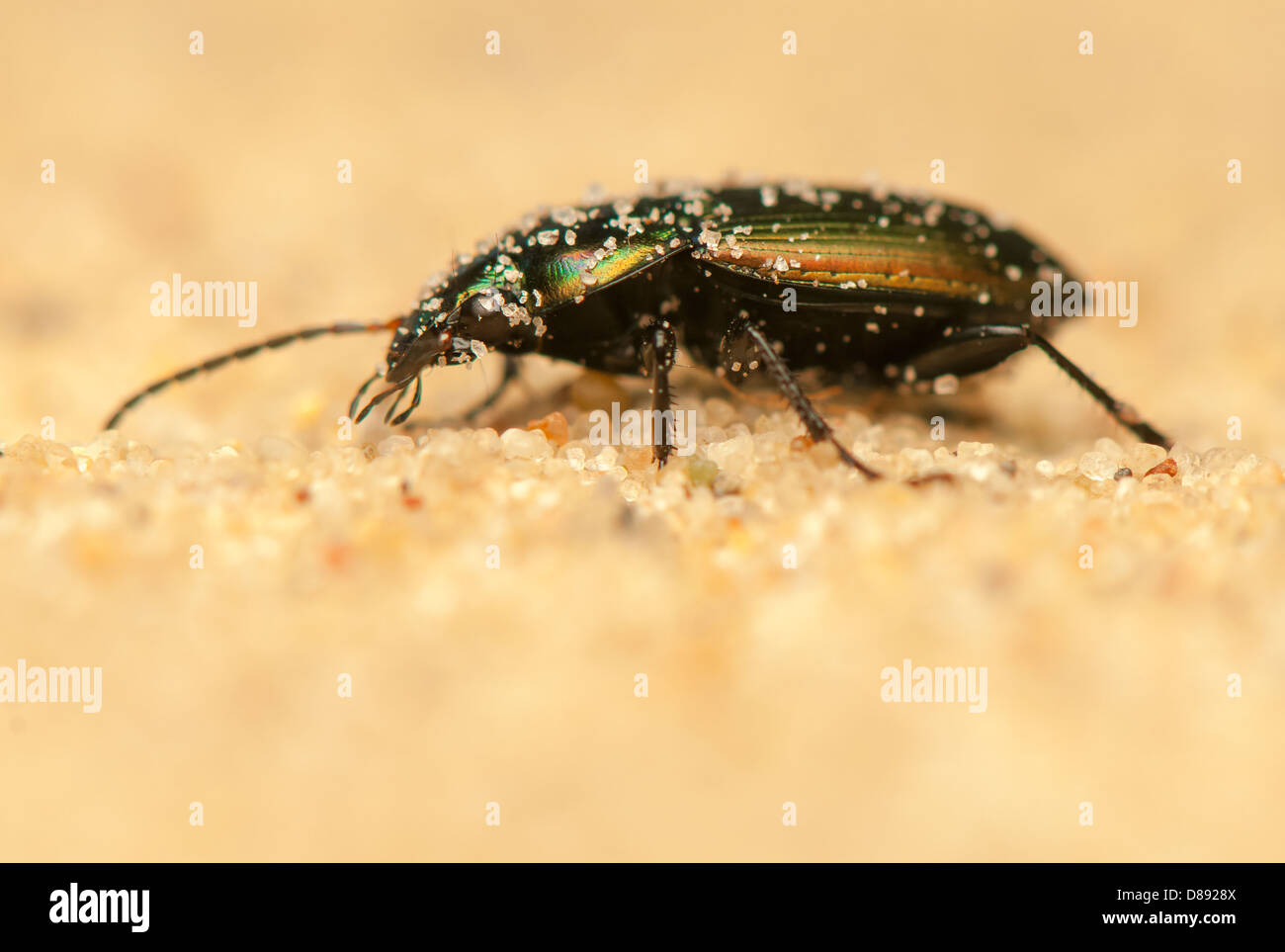 Poecilus versicolor Stockfoto