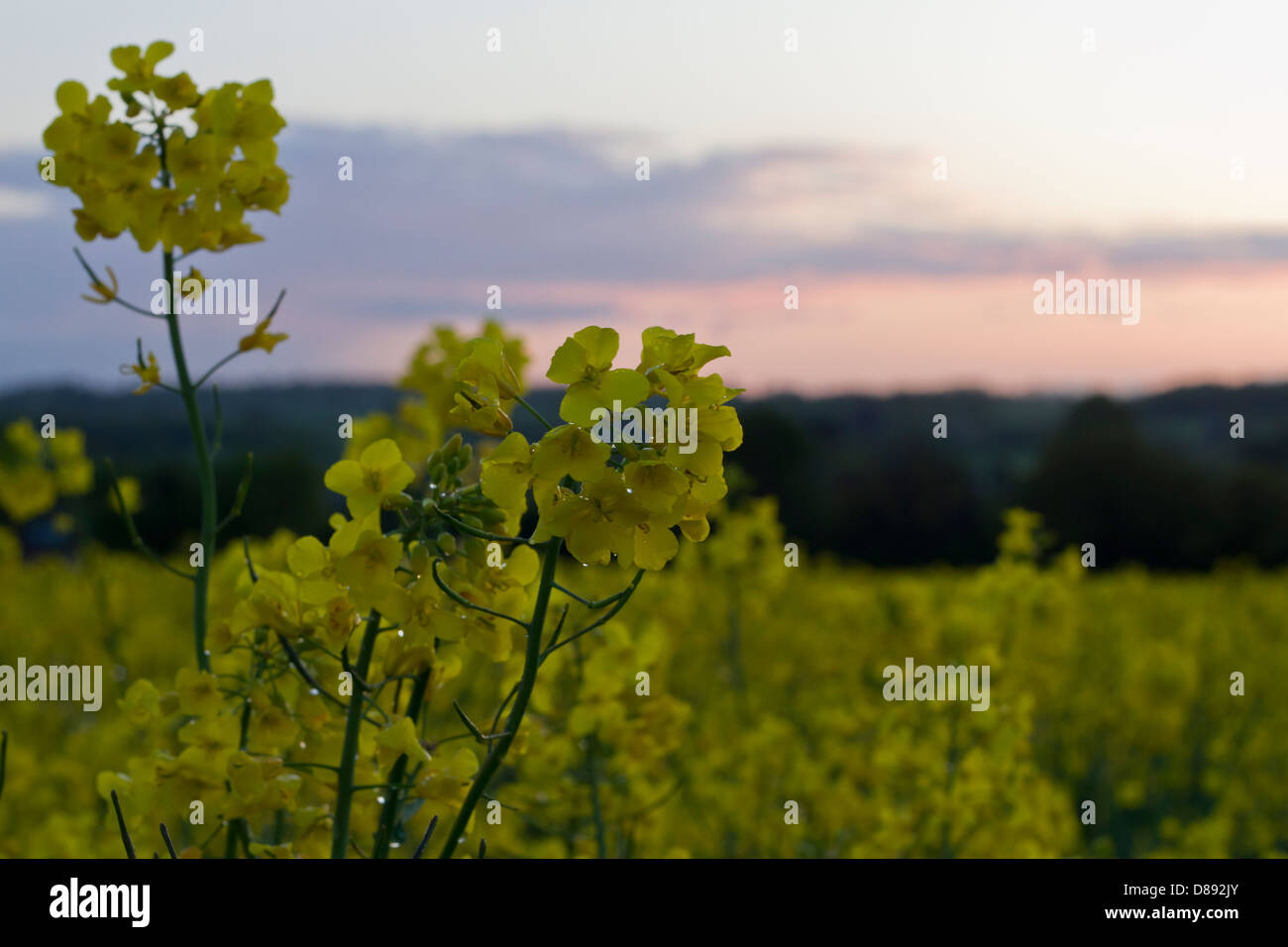 Raps, Blume Stockfoto