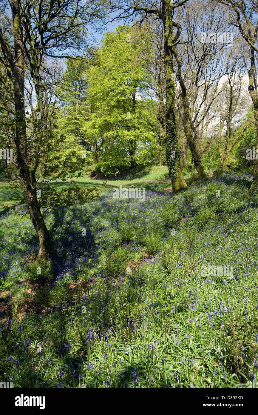 Glockenblumen blühen im Blackbury Camp, ein Devon Eisenzeit Fort, mit Buche und Eiche Bäume in junges Blatt an einem hellen Frühlingstag Stockfoto