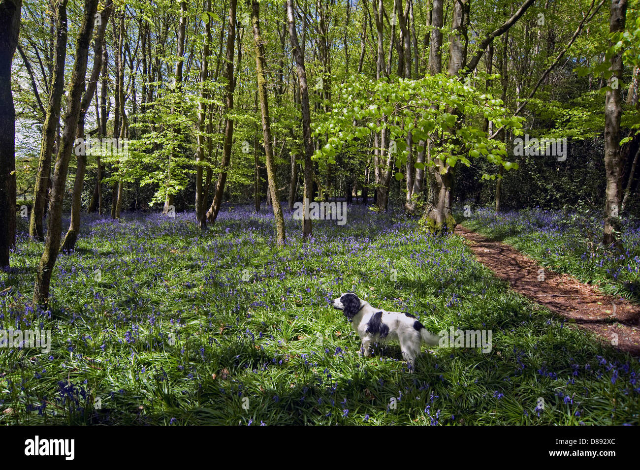 Glockenblumen blühen im Blackbury Camp, ein Devon Eisenzeit Fort, mit Buche und Eiche Bäume in junges Blatt an einem hellen Frühlingstag Stockfoto